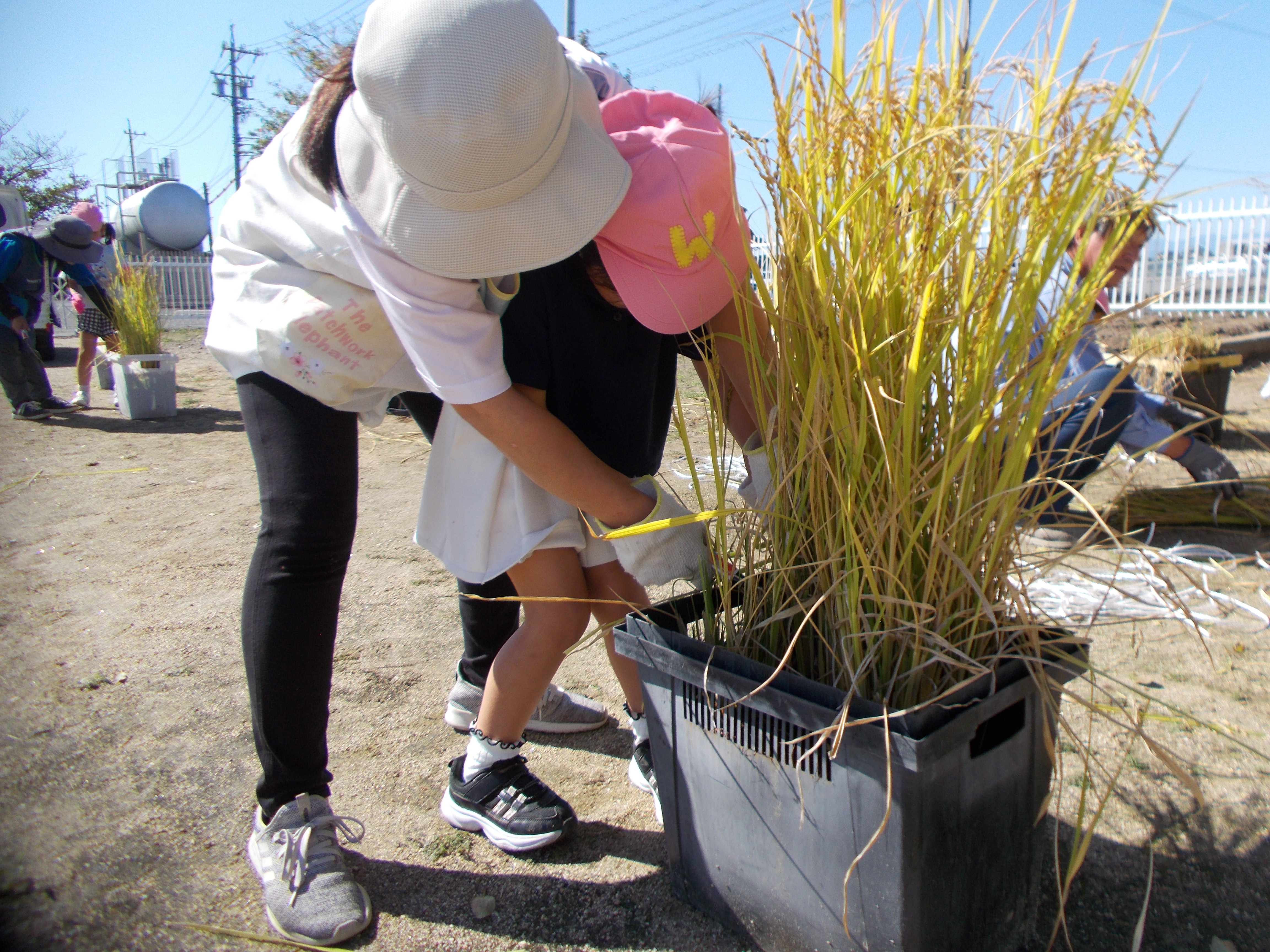 おいしい野菜を育て隊写真